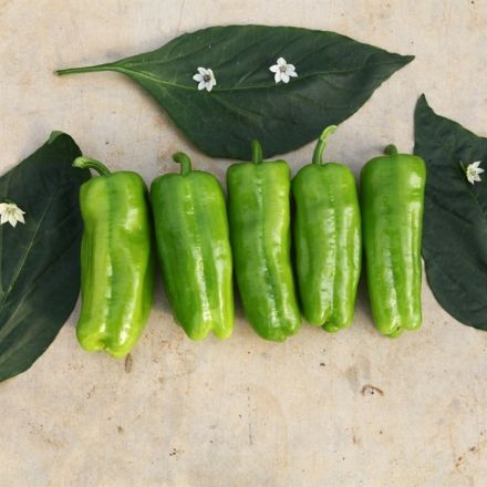 İstek F1 Dolma Biber Tohumu (Tokat Dolma, Uzun) resmi