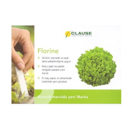 Florıne (Kıvırcık) Marul Fidesi resmi